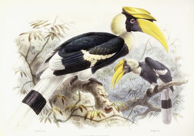 Dichocerus Bicornis, 1876-1882 autorstwa Johan Gerard Keulemans