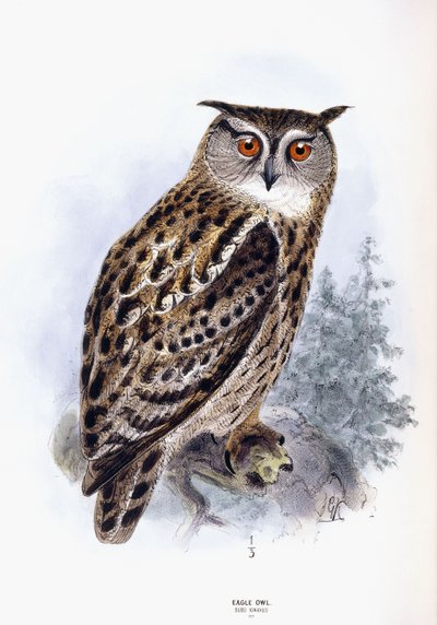Puchacz autorstwa Johan Gerard Keulemans