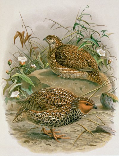 Przepiórka nowozelandzka, ilustracja z „Historii ptaków Nowej Zelandii” autorstwa W.L. Buller, 1887-88 (chromolitho) autorstwa Johan Gerard Keulemans