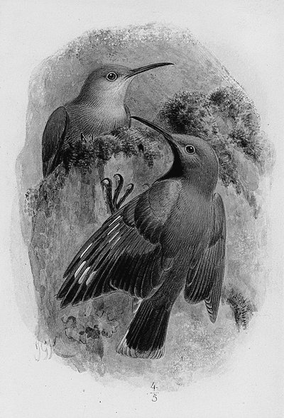 Para drapaków ściennych autorstwa Johan Gerard Keulemans