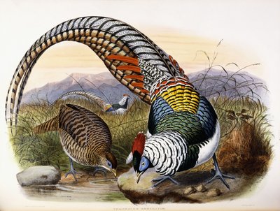 Thaumalea Amherstiae autorstwa Johan Gerard Keulemans