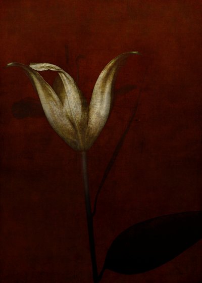 Lilia, 2015 (cyfrowa sztuka fotograficzna) autorstwa Johan Lilja