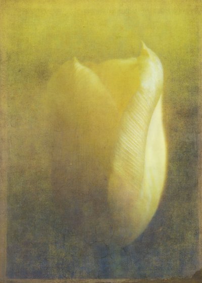 Tulipan, 2015 (cyfrowa sztuka fotograficzna) autorstwa Johan Lilja