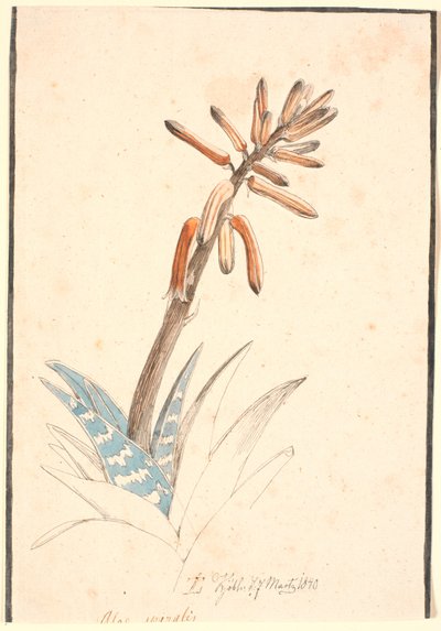Kwitnący aloes autorstwa Johan Thomas Lundbye