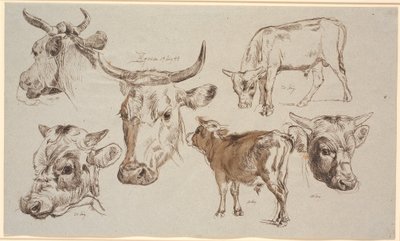 Czasopismo Study z Vognserup. Badania głów krów, cieląt byków i ich głów autorstwa Johan Thomas Lundbye