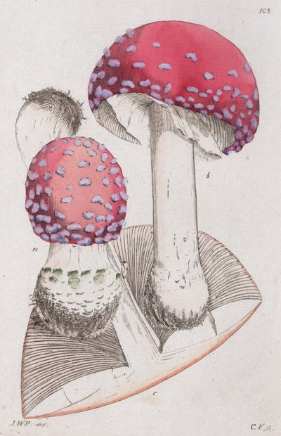 Amanita muscaria, 1804-1811 autorstwa Johan Wilhelm Palmstruch