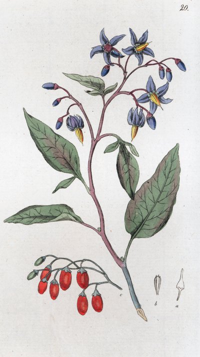 Słodko-gorzka Solanum dulcamara, 1804-1811 autorstwa Johan Wilhelm Palmstruch