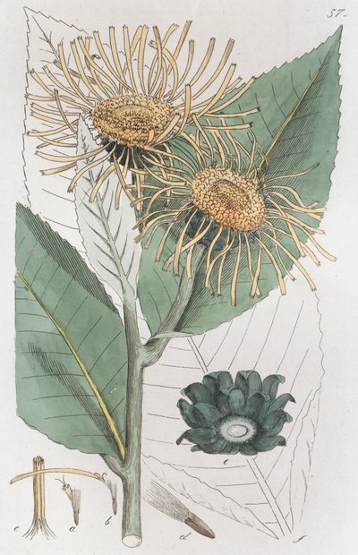 Oman inula helenium, 1804-1811 autorstwa Johan Wilhelm Palmstruch