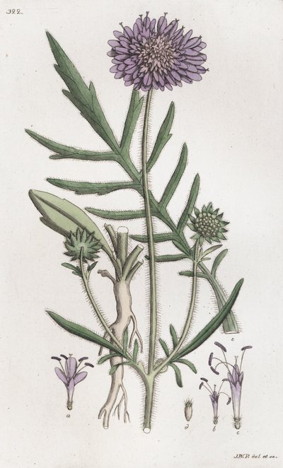 Świerzb polny Knautia arvensis, 1804-1811 autorstwa Johan Wilhelm Palmstruch