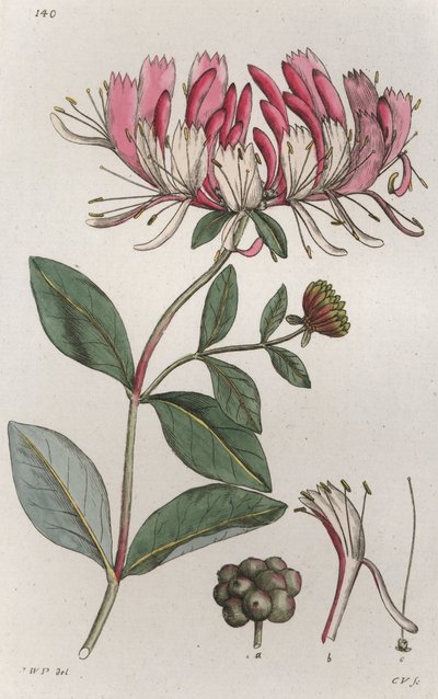 Wiciokrzew Lonicera periclymenum, 1804-1811 autorstwa Johan Wilhelm Palmstruch