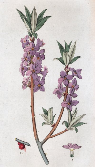 Mezereon Daphne mezereum, 1804-1811 autorstwa Johan Wilhelm Palmstruch