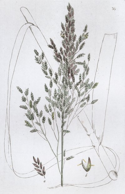 Reed Sweet Grass Poa aquatica, 1804-1811 autorstwa Johan Wilhelm Palmstruch