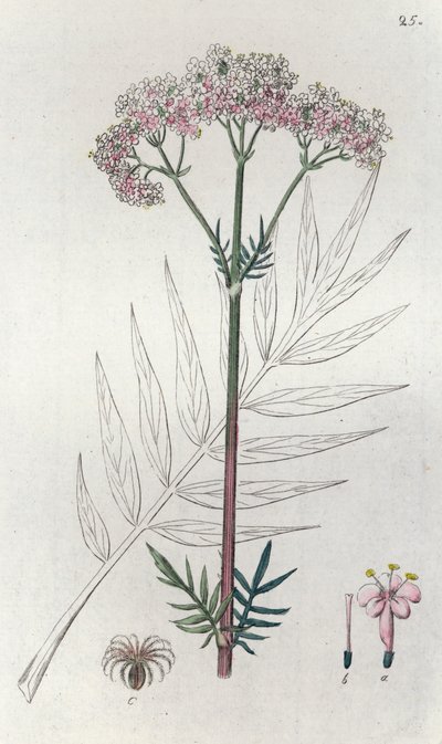 Walerian Valeriana officinalis, 1804-1811 autorstwa Johan Wilhelm Palmstruch