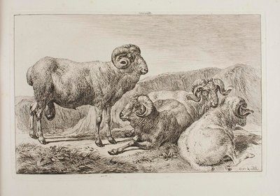Tryki merynosy autorstwa Johann Adam Klein