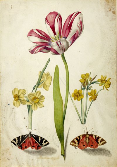 Tulipan, Narcyz i Motyle, c. 1660. autorstwa Johann Bartholomäus Braun