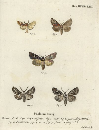 Argentyński, ognisty brokat i strzałka łucznika. autorstwa Johann Carl Bock