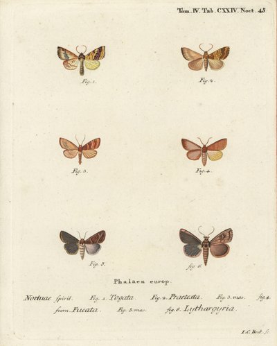 Ziemianka pospolita, Tileacea aurago 1-4 i ćma gliniana, Mythimna ferrago 5.6. Ręcznie kolorowany miedzioryt autorstwa Johanna Carla Bocka wg Eugeniusa Johanna Christopha Espera Motyle w obrazach z natury, Erlangen autorstwa Johann Carl Bock