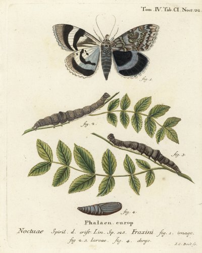 Niebieska ćma podskrzydłowa lub Clifden nonpareil, Catocala fraxini. Ręcznie barwiony miedzioryt Johanna Carla Bocka wg Eugeniusa Johanna Christopha Espera Motyle w ilustracjach z natury, Erlangen autorstwa Johann Carl Bock