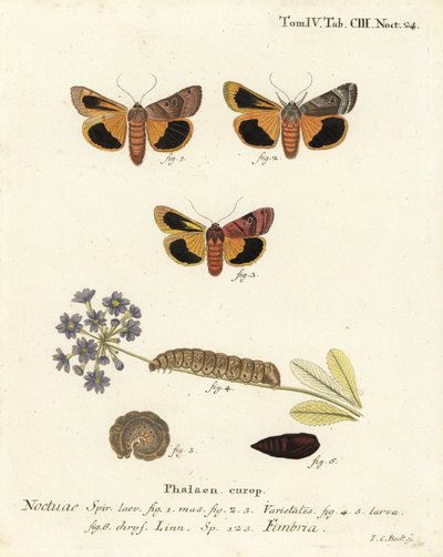 Szeroko obramowane żółte podskrzydło, Noctua fimbriata. Ręcznie barwiony miedzioryt Johanna Carla Bocka wg Eugeniusa Johanna Christopha Espera Motyle w ilustracjach z natury, Erlangen autorstwa Johann Carl Bock