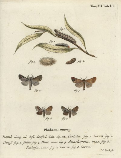 Motyle czekoladowe. autorstwa Johann Carl Bock