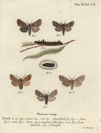 Zespolenie Clostera i Nudaria mundana. autorstwa Johann Carl Bock