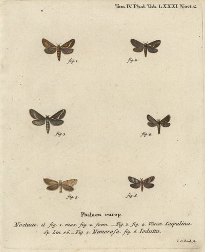 Jaskółka pospolita, Korscheltellus lupulina 1-4, jerzyk złoty, Phymatopus hecta 5, i Pharmacis carna 6. Ręcznie kolorowany miedzioryt Johanna Carla Bocka na podstawie dzieła Eugeniusza Johanna Christopha Espera Die Schmetterlinge in Abbildungen nach der Na autorstwa Johann Carl Bock