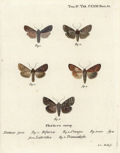 Konformista, Litophane furcifera 1, podwójna strzałka, Graphiphora augur 2, rzadko pręgowana, Apamea lateritia 3,4 i srebrne łuki, Polia hepatica 5. autorstwa Johann Carl Bock