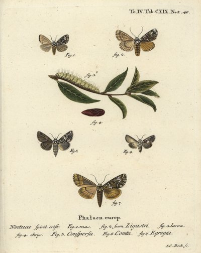 Ćma koronowa, Craniophora ligustri 1-4, korona marmurkowa, Hadena confusa 5, korona zróżnicowana, Hadena compta 6 i zielone łuki, Anaplectoides prasina 7. Ręcznie barwiony miedzioryt autorstwa Johanna Carla Bocka wg Die Schmet Eugeniusa Johanna Christopha  autorstwa Johann Carl Bock