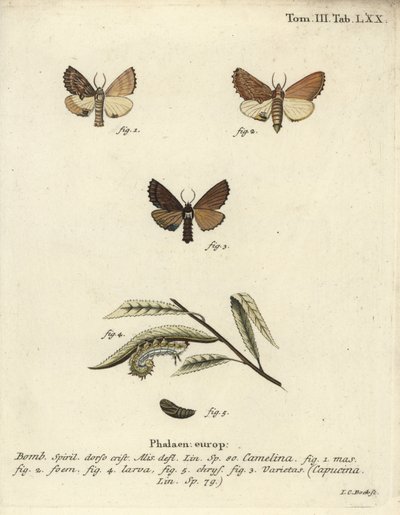 Wystający Coxcomb, Ptilodon capucinus. autorstwa Johann Carl Bock
