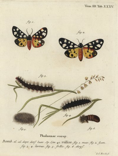 Ćma tygrysia kremowa, Epicallia villica. autorstwa Johann Carl Bock