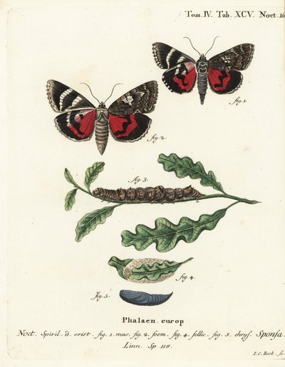 Ciemnopurpurowe podskrzydło, Catocala sponsa. Ręcznie kolorowany miedzioryt autorstwa Johanna Carla Bocka wg Eugeniusa Johanna Christopha Espera Motyle w obrazach z natury, Erlangen autorstwa Johann Carl Bock
