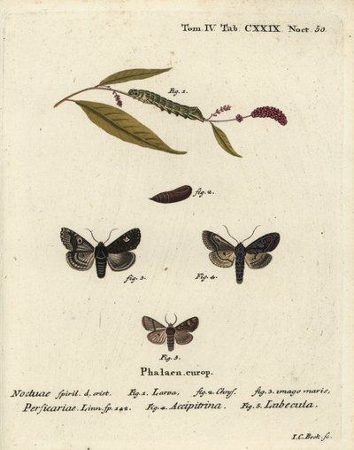 Dot, Melanchra persicariae 1-4 i Dryobota labecula 5. Ręcznie barwiony miedzioryt autorstwa Johanna Carla Bocka wg Motyle na obrazach z natury Eugeniusa Johanna Christopha Espera, Erlangen autorstwa Johann Carl Bock