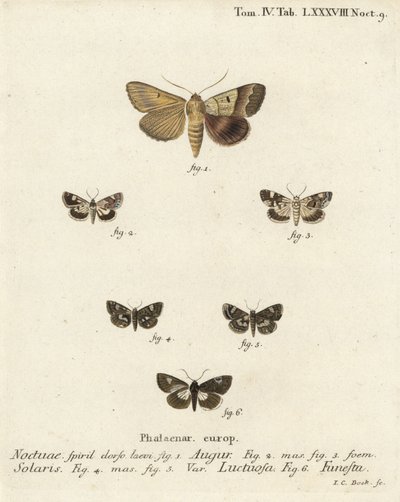 Podwójna strzałka lub wróżbita, Graphiphora augur 1, blade ramię, Acontia lucida 2.3, ćma czterokropka, Tyta luctuosa 4,5 i ćma druidzka, Aedia funesta 6. Ręcznie barwiony miedzioryt autorstwa Johanna Carla Bocka według Die Sch Eugeniusa Johanna Christopha autorstwa Johann Carl Bock