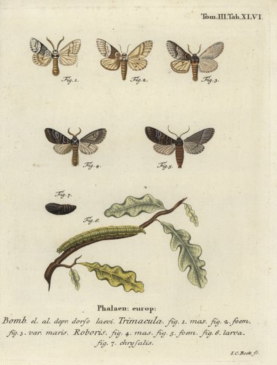 Ćma Drymonia dodonaea. autorstwa Johann Carl Bock