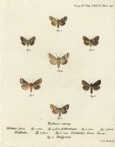 Sallow, Eremobia ochroleuca 1,4, Cynaeda dentalis 2,3, ćma kłosa, Amphipoea oculea 5,6 i pospolita Mesapamea secalis 7. Ręcznie barwiony miedzioryt autorstwa Johanna Carla Bocka według Die Schmetterlinge Eugeniusa Johanna Christopha Espera w Abbild autorstwa Johann Carl Bock