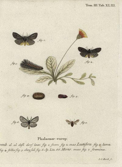 Ćmy Epatolmis caesarea i Penthophera morio. autorstwa Johann Carl Bock