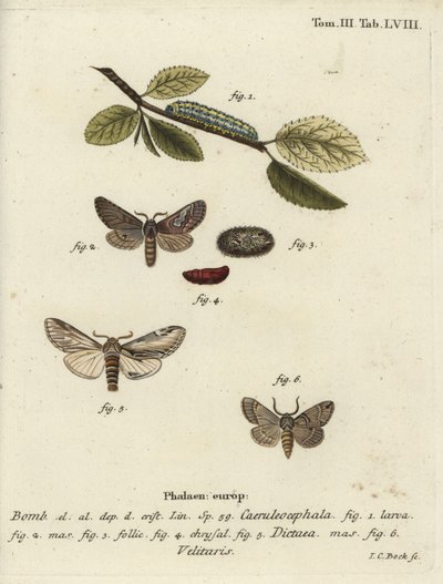 Ósemka, jaskółka wydatna i ćma Drymonia velitaris. autorstwa Johann Carl Bock