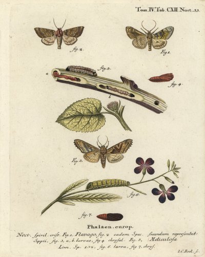 Oszroniony ćma pomarańczowa Gortyna flavago 1,2 i cienie kątowe Phlogophora meticulosa 3-7. Ręcznie kolorowany miedzioryt autorstwa Johanna Carla Bocka według dzieła Eugeniusa Johanna Christopha Espera Motyle w obrazach z natury, Erlangen autorstwa Johann Carl Bock