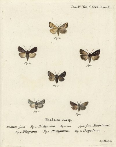 Strzałka ogrodowa, Euxoa nigricans 1-3, Hadena filograna 4, brokat antyrrhinum, Calophasia platyptera 5, Simyra nervosa 6. Ręcznie barwiony miedzioryt Johanna Carla Bocka wg Eugeniusa Johanna Christopha Espera Motyle na ilustracjach wg. autorstwa Johann Carl Bock