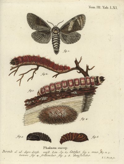 Kozia Ćma, Kozia Ćma. autorstwa Johann Carl Bock