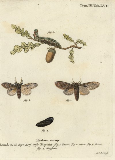 Wielkie wybitne, anceps Peridea. autorstwa Johann Carl Bock