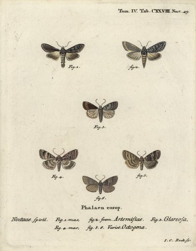 Rekin srebrzysty zielony, Cucullia argentea 1,2, jesienny rustykalny, Eugnorisma glareosa 4, postać osiemdziesięciu, Tethea ocularis 4-6. Ręcznie barwiony miedzioryt Johanna Carla Bocka wg Die Schmetterlinge Eugeniusa Johanna Christopha Espera w Abbildun autorstwa Johann Carl Bock