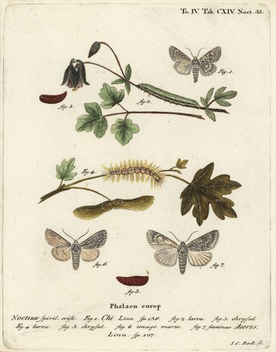 Grey chi, Antitype chi 1 i jawor, Acronicta aceris 2-7. Ręcznie kolorowany miedzioryt autorstwa Johanna Carla Bocka według dzieła Eugeniusa Johanna Christopha Espera Motyle w obrazach z natury, Erlangen autorstwa Johann Carl Bock