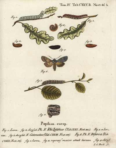 Węzeł barkowy szary, Lithophane ornitopus 1,2, kasztan marszczony, Agrochola helvola 3-5, konformista, Lithophane furcifera 6-9. Ręcznie barwiony miedzioryt Johanna Carla Bocka wg Die Schmetterlinge Eugeniusa Johanna Christopha Espera w Abbildungen n autorstwa Johann Carl Bock
