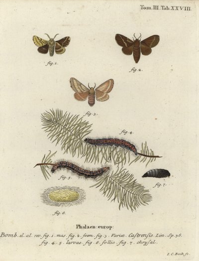 Ćma lokaj ziemna, Malacosoma castrense. autorstwa Johann Carl Bock