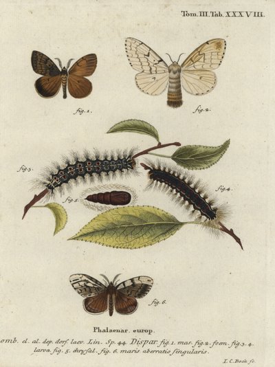 Ćma cygańska, Lymantria dispar. autorstwa Johann Carl Bock