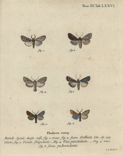 Hebrajski znak, kasztan czarny, mała ćma mnicha itp. autorstwa Johann Carl Bock