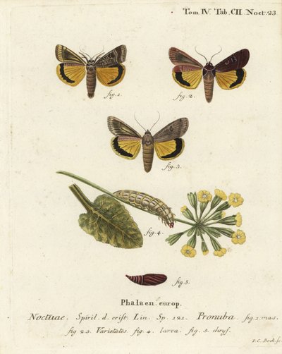 Duże żółte podskrzydłe, Noctua pronuba i odmiany. Ręcznie barwiony miedzioryt Johanna Carla Bocka wg Eugeniusa Johanna Christopha Espera Motyle w ilustracjach z natury, Erlangen autorstwa Johann Carl Bock