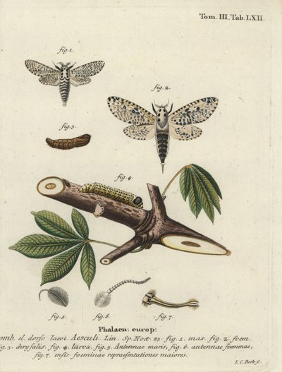 Ćma lamparta, rdzeń Zeusery. autorstwa Johann Carl Bock