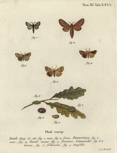 Ćma Malacosoma franconicum i feston, Apoda limacodes. autorstwa Johann Carl Bock